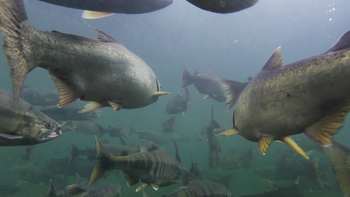 Los nidos de Chinook modifican drásticamente la configuración de los sedimentos en el lecho del río | LMCipolletti.com Los nidos de Chinook modifican drásticamente la configuración de los sedimentos en el lecho del río