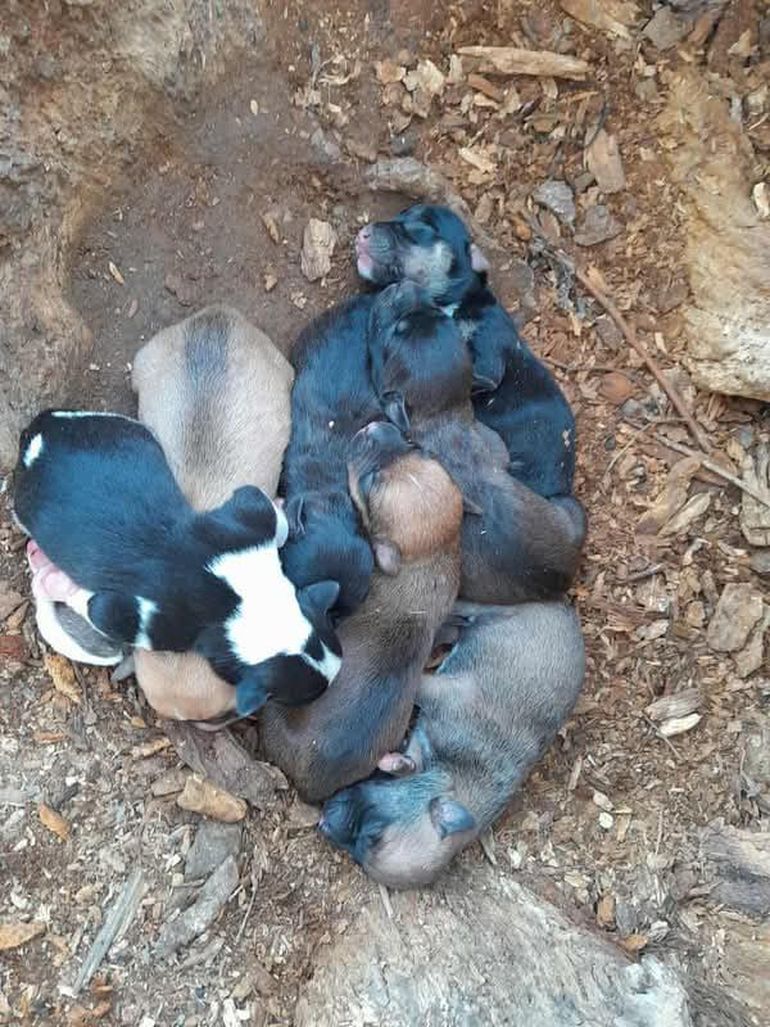 La Protectora ACPRA rescata perros y gatos del maltrato animal y abandonados. Muchas veces rescatan a animales embarazadas o con sus crías. 