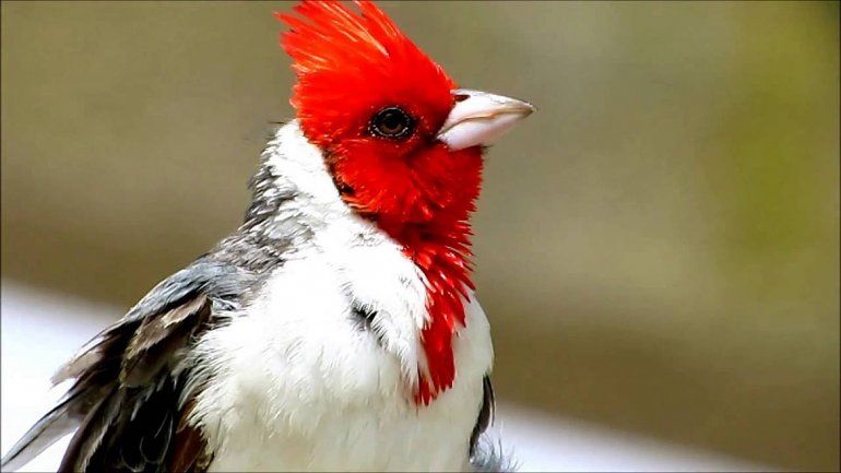 La Brigada rescató a un cardenal copete rojo