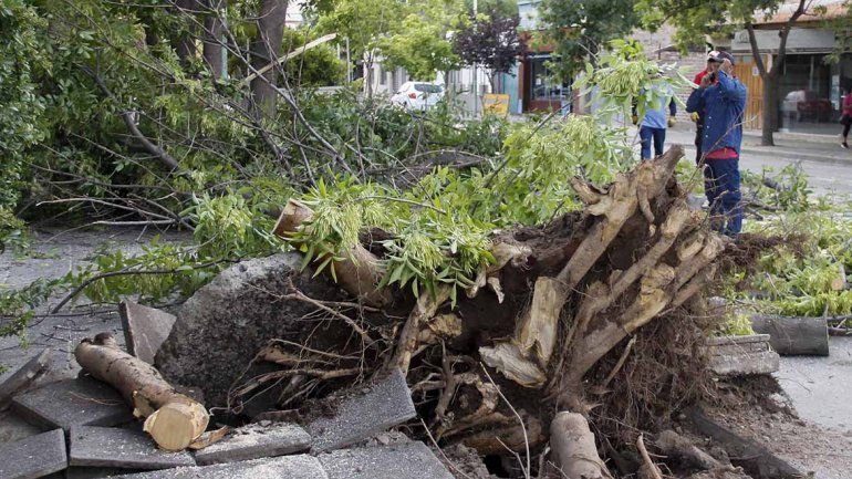 Un camión arrancó un árbol de raíz en pleno centro y casi provoca una tragedia