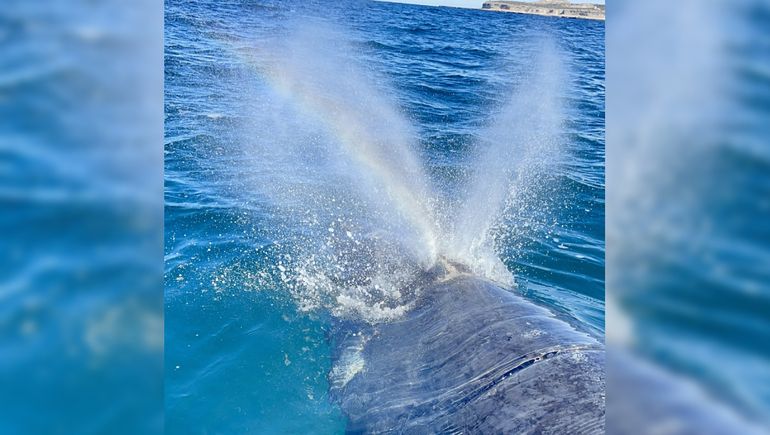Cambio climático: las ballenas ayudan a combatirlo