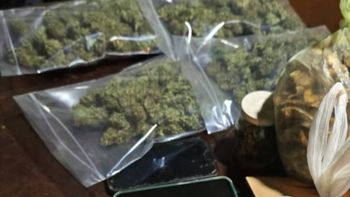 allanamiento verde: tenian permiso para cultivar cannabis medicinal pero hacian delivery de drogas