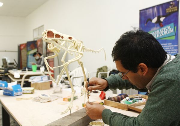 La muestra de dinosaurios regionales toma forma