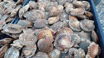 habilitan la extraccion de moluscos con rastras en san antonio
