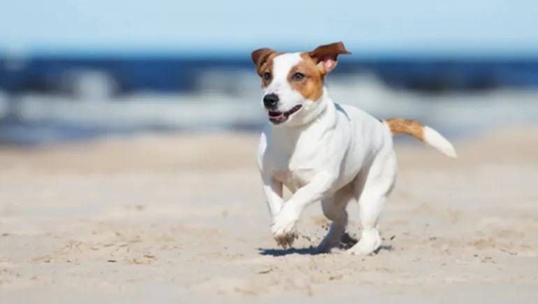 Los perros ganan terreno en el mar y crece la polémica. Foto ilustrativa.