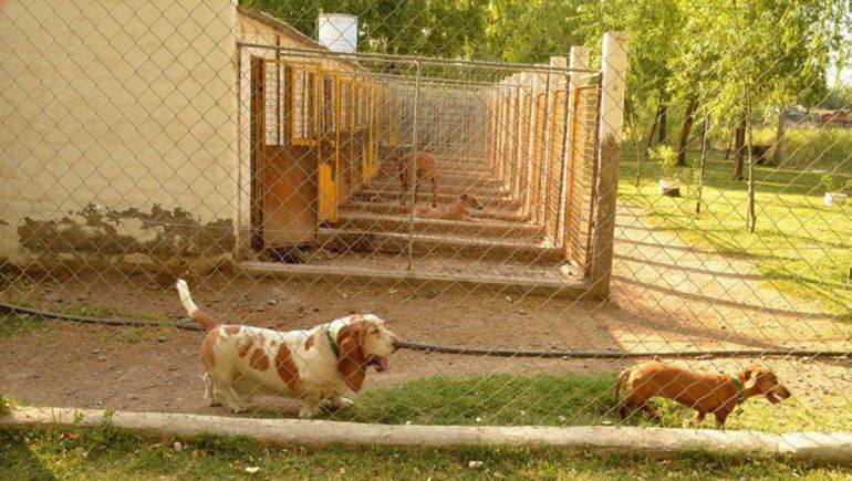 La población canina del refugio de la Isla Jordán se va reduciendo merced al empeño abnegado de las voluntarias de SOS Animal.