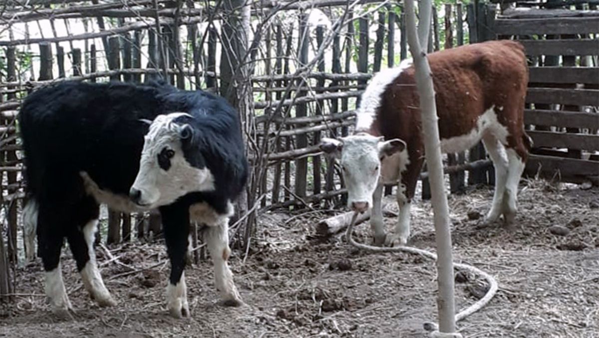 ¿Qué es el Ántrax? La enfermedad que mató las vacas de un campo rionegrino