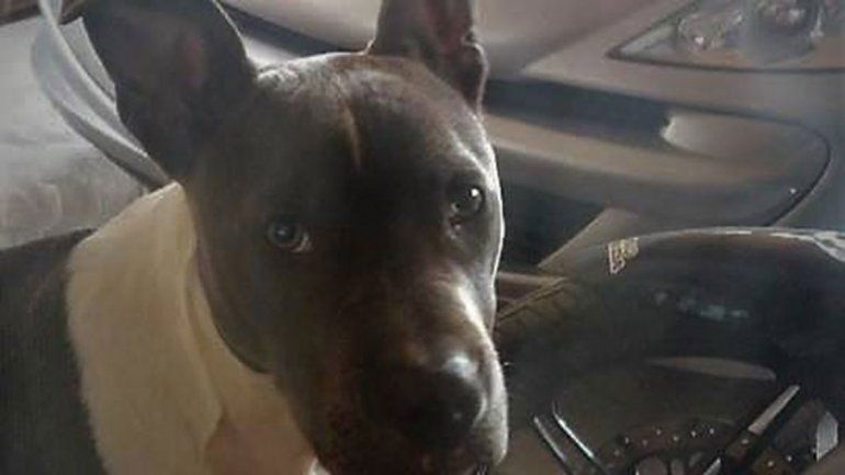 Ciro apareció sano y salvo gracias a la intervención de un vecino que lo compró para devolvérselo a sus dueños.