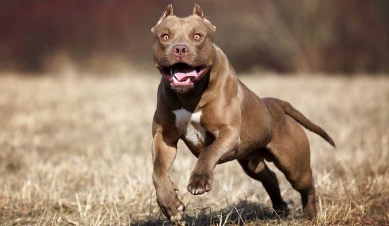 Una imagen ilustrativa de un pitbull como el que protagonizó el ataque al pequeño.