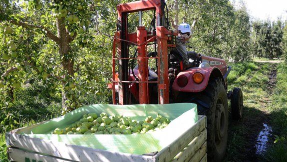 Los chacareros piden ayuda para poder cosechar la fruta