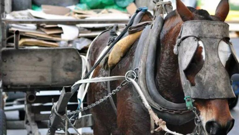 En Roca juntan firmas para erradicar los carros tirados por caballos
