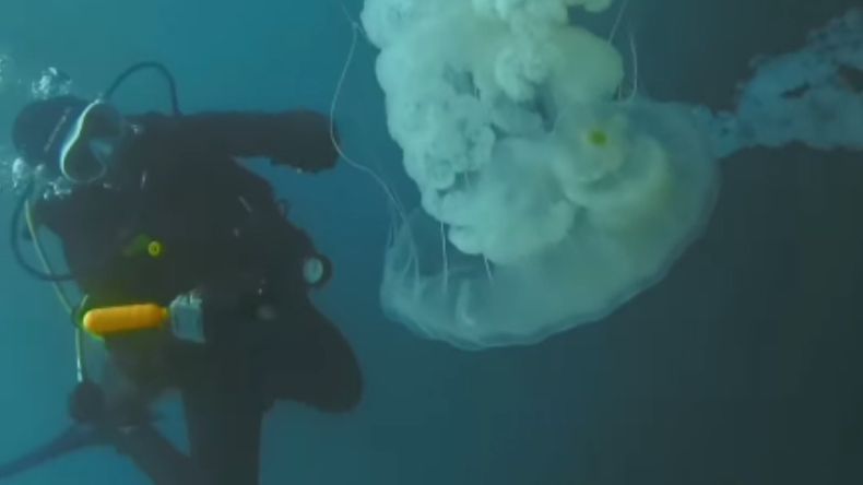 Los buceadores de Puerto Madryn mostraron su encuentro con ejemplares de hasta tres metros de largo.