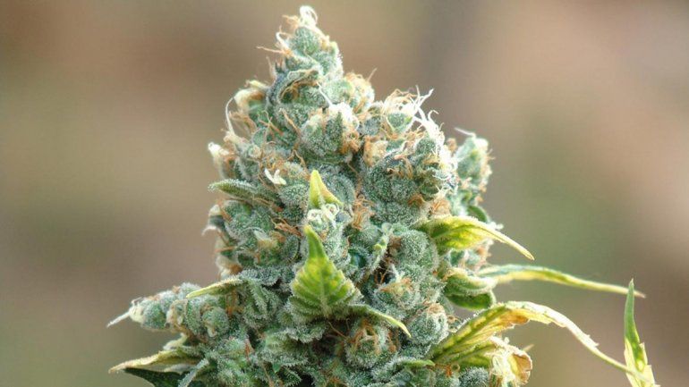 El Congreso de la Nación debatirá el uso medicinal de la marihuana.