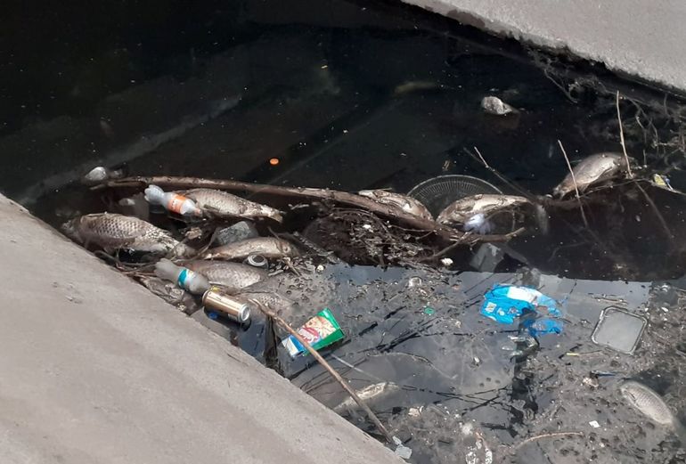 Carpas muertas se amontonan en un canal que cruza barrios cipoleños
