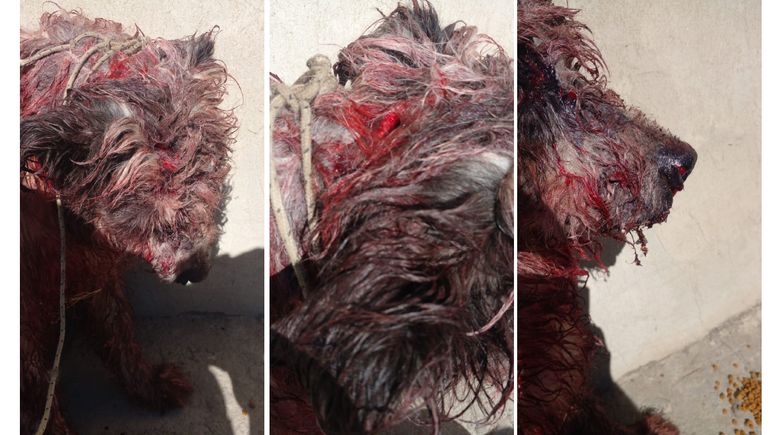 Detuvieron y acusaron al hombre que atacó con un machete a su perro