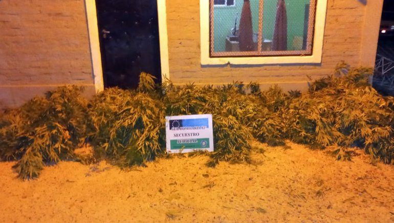 Las Perlas: investigaban un robo, pero se encontraron con plantas de marihuana