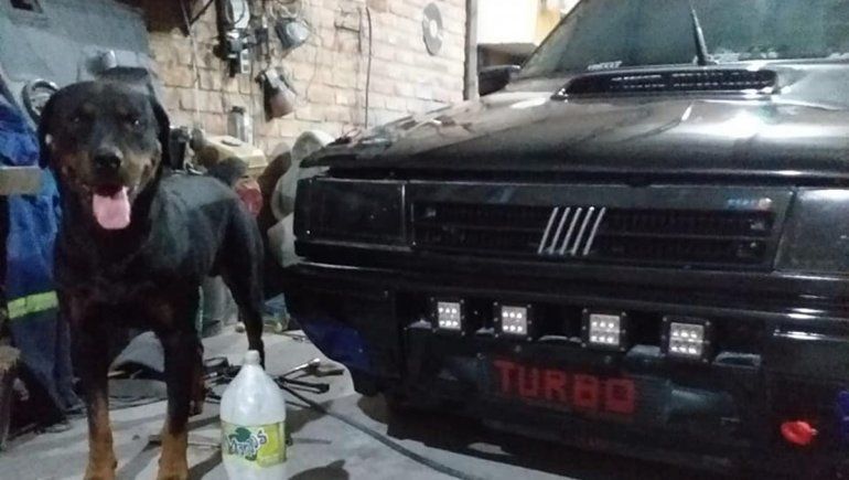 Su pareja murió y ahora reclama que le devuelvan al perro que criaron juntos 