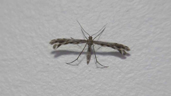 ¿Qué son los insectos que invadieron el Alto Valle?