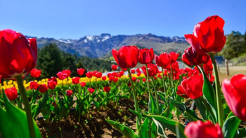 un nuevo campo de tulipanes en la zona como atractivo turistico para conocer: donde queda