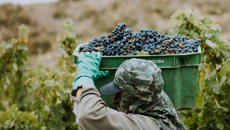 Los vinos argentinos generan más empleo y dólares que la soja