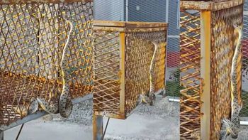 La sorpresiva aparición de una culebra generó preocupación entre los vecinos de la zona.