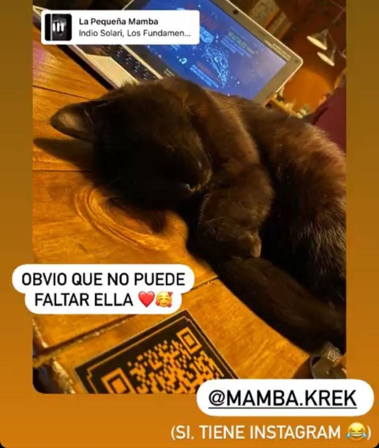 La tierna gatita tiene hasta cuenta de Insta. La tierna gatita tiene hasta cuenta de Insta.