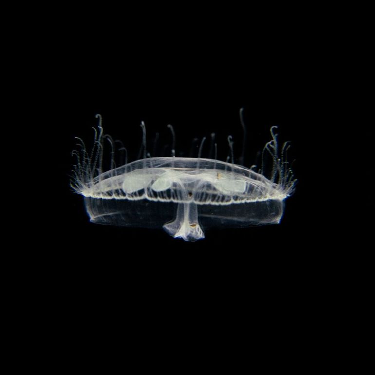 Los investigadores explicaron que el ciclo de vida de esta medusa tiene dos etapas.