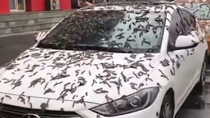 video: la misteriosa lluvia de gusanos en china que se hizo viral