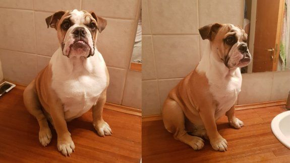 Le robaron la perra mientras estaba con el cuidador