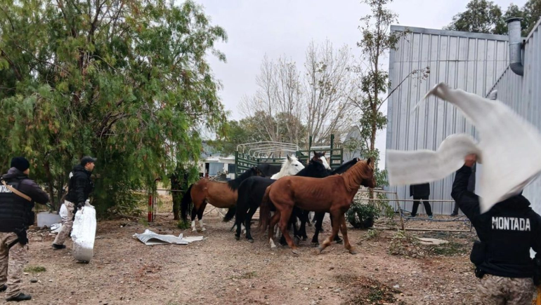 La Policía de Río Negro logró rescatar a 10 caballos abandonados que ingresaban al aeroclub y ponían en riesgo la seguridad.