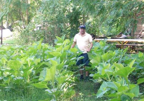 Se consolida el cultivo del yacón en la región