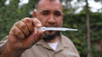 La presencia del mosquito Aedes aegypti generó la activación del protocolo nacional.&nbsp;