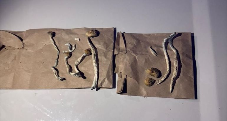 Los hongos alucinógenos secuestrados en la fiesta que se realizaba en Cipolletti.&nbsp;