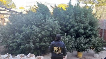 la policia desbarato un punto de cultivo y venta marihuana con plantas que superaban los 4 metros