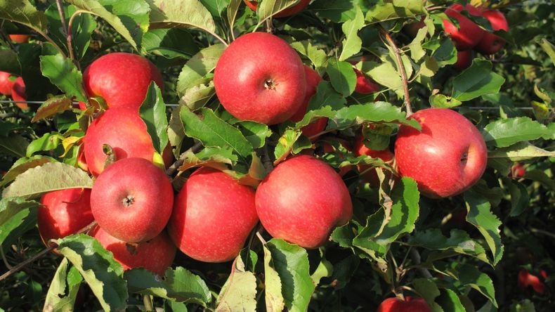 De la caída a la recuperación: cómo Chile logró reimpulsar su negocio de manzanas