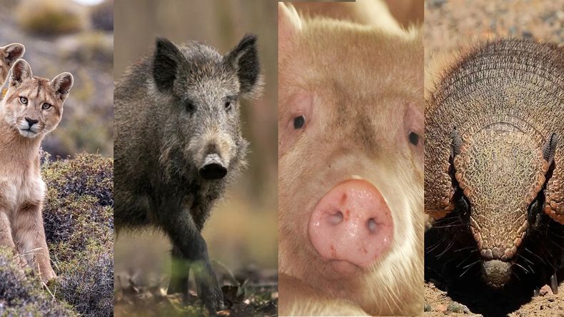Advierten que es preocupante la presencia de ese parásito en carne de jabalíes, pero no sólo en jabalíes.
