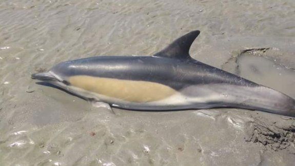 Nene se convirtió en héroe: salvó a un delfín que había encallado 