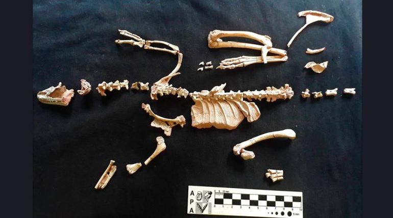 El esqueleto fue descubierto en un excepcional estado de conservación. El esqueleto fue descubierto en un excepcional estado de conservación.