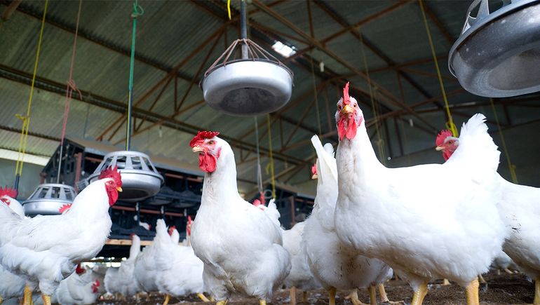Por la gripe aviar, Senasa recibió un gran número de denuncias en Cipolletti