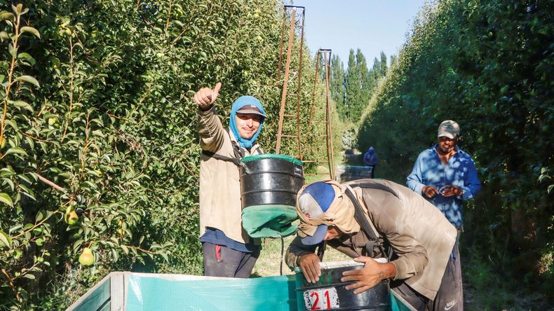 Para el norte de la Patagonia, la fruticultura es un verdadero motor de empleo.
