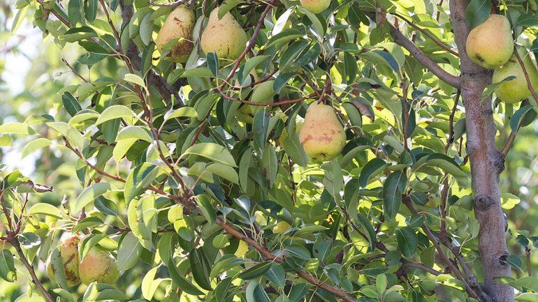 Esta vez, el granizo no dañó la fruta de las chacras locales
