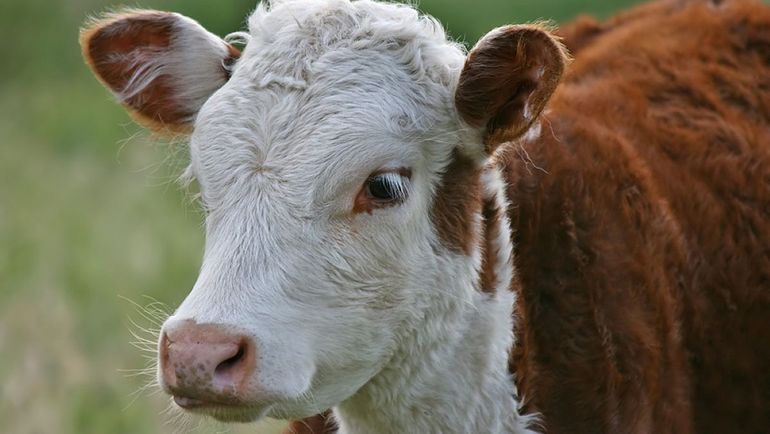 Los ladrones se llevaban una vaca de una chacra del Alto Valle