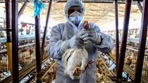 Expertos aseguran que la gripe aviar&nbsp; requiere atención mundial urgente.