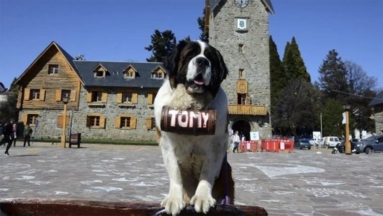 Juntan firmas para acabar con las fotos con perros San Bernardo en Bariloche