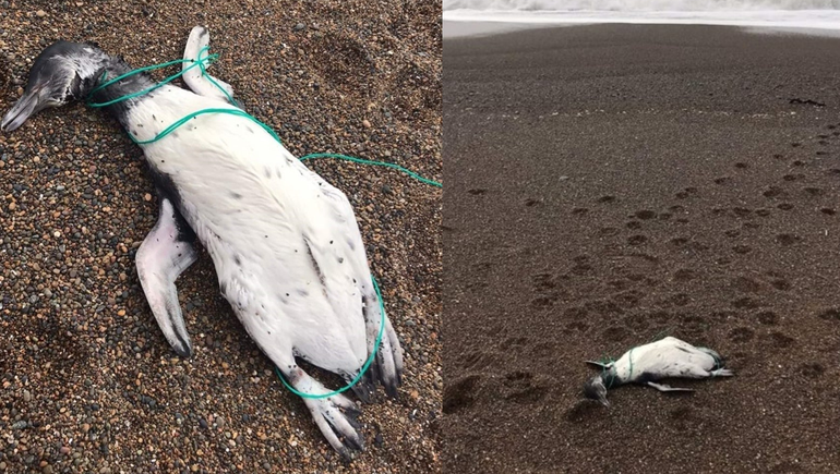Encuentran pingüinos muertos con signos de ahorcamiento