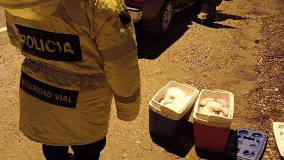 Los atraparon transportando truchas de criadero sin autorización