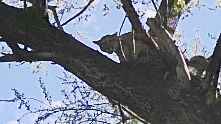 Encontraron un puma arriba de un árbol en una chacra de Villa Regina