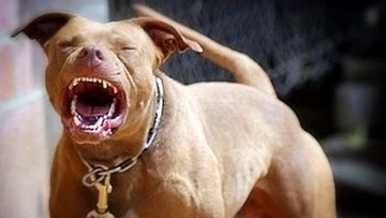 Un taxista terminó internado por el feroz ataque de un pitbull en plena calle