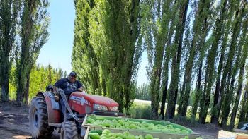 La cosecha de peras y manzanas demanda mano de obra temporaria en el Alto Valle, donde la compatibilidad de prestaciones sociales busca facilitar el empleo registrado. Foto: Gentileza Renatre.&nbsp;
