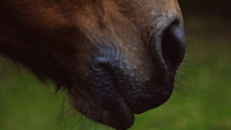 La pérdida de un caballo provocó un conflicto vecinal en Contralmirante Cordero. Pero los dos involucrados llegaron a un acuerdo.&nbsp;